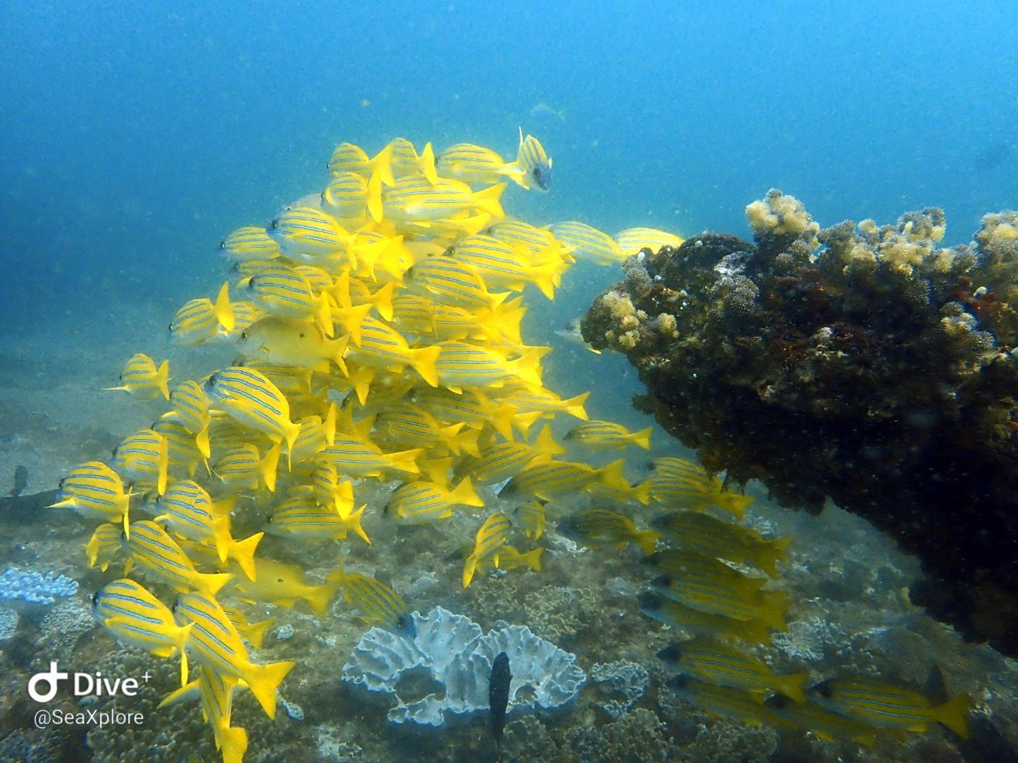 Seaxplore Lodge & Dive Center 소드와나 베이 외부 사진